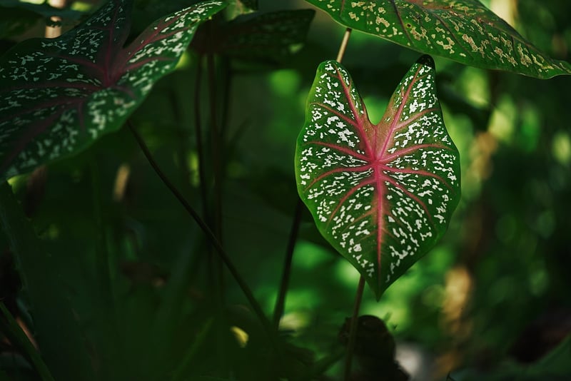Forest Plants