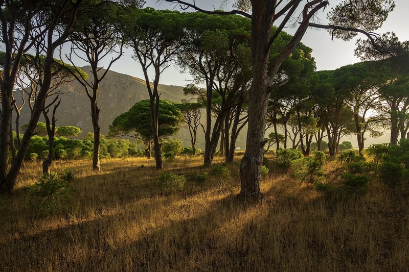 Sunlit Forest