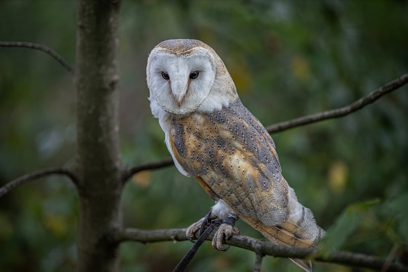 Owl Decor