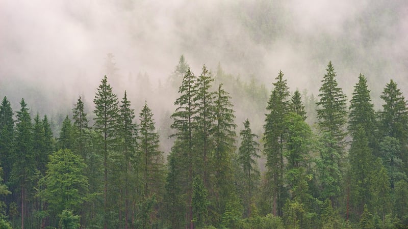 Woodland Texture